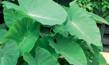 Pre-Order: Jumbo Elephant Ears Flower Bulbs (3- or 6-Pack)