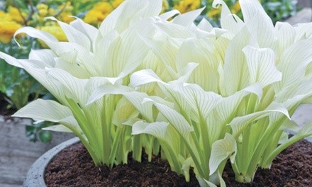 Pre-Order: Hosta White Feather Bare Root Plant (3-, 6-, or 12-Pack)