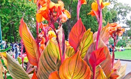 Pre-Order: Tropical Variegated Canna Phaison Flower Bulbs (3-Pack)