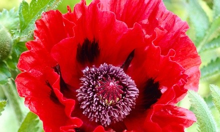 Pre-Order: Mixed Varieties of Poppies Bare Root Plants (3- or 5-Pack)