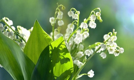 Pre-Order: Sweet Dutch Lily Of The Valley Flower Bulbs (4-, 8-, or 20-Pack with Bulb Planter)