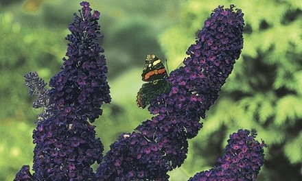 Pre-Order: Black Knight Butterfly Bush Potted Plants (2- or 3-Pack) 