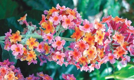 Pre-Order: Rainbow Butterfly Bush 3