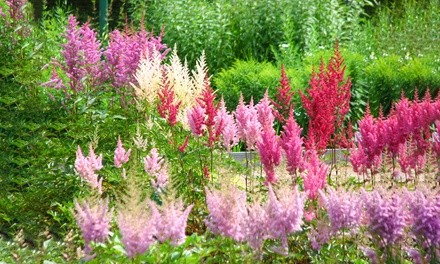 Pre Order: Astilbe North American Tall Feathered Mix (5 Bare Roots)