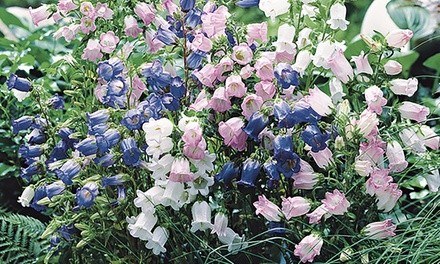 Pre-Order: Hummingbird-Attracting Canterbury Bells Bare Root Plants (5-Pack)