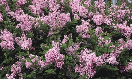 Pre-Order: Reblooming Lilac Josee 3