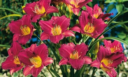 Purple D'Oro Reblooming Daylily Bare Root Plants (3-Pack)