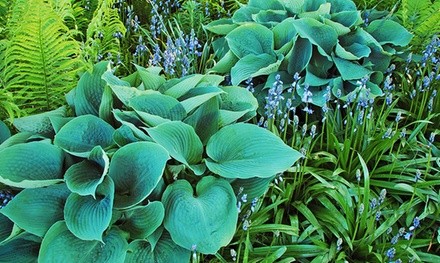 Blue Angel Hosta Bare Root Plants (3-Pack)