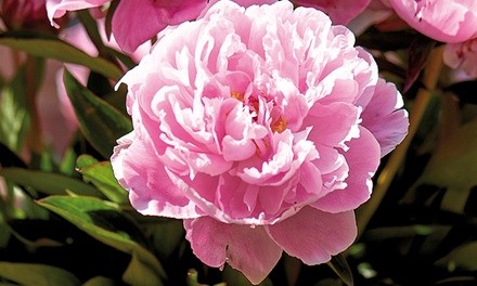 Sarah Bernhardt Peony Roots (3- or 6-Pack)