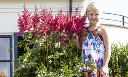 Early Morning Giant Mighty Red Quin Bare Root Plants (6-Pack)