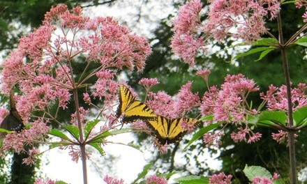 Pre-Order: Giant George Pye Bare Root Plants (4- or 8-Pack, or 16-Pack with Planting Tool)