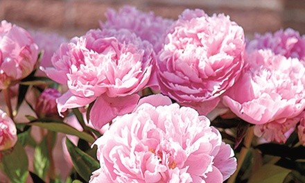 Pre-Order: Sarah Bernhardt Peony Roots (3- or 6-Pack)