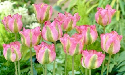 Pre-Order: Greenland Rosy Pink Tulip Bulbs (20-, 30-, or 50-Pk.)