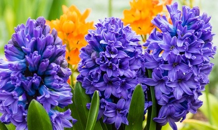 Pre-Order: Blushing Blue Double Hyacinth Flower Bulbs (8-, 12-, 20-Pk.)