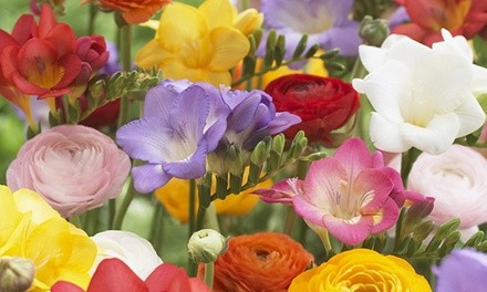 Pre-Order: Grand Freesia and Ranunculus Buttercup Flower Bulbs (25-Pack)