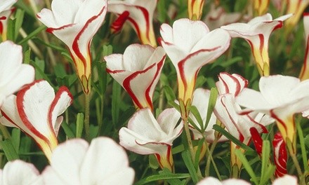 Oxalis - Versicolor Flower Bulbs (5- or 10-Pack)