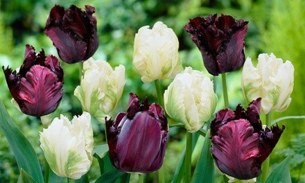 Parrot Black and White Mixed Tulip Flower Bulbs (10-, 20-, or 50-Pack with Flower Bulb Planter)