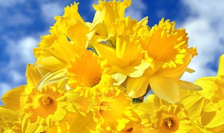 Daffodil Flower Bulbs: Dutch Master or Mixed (45 Bulbs)