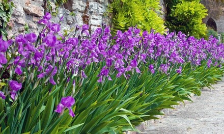 Mixed Dutch Diva Iris Bulbs (30-, 60-, or 150-Pack with Bulb Planter)