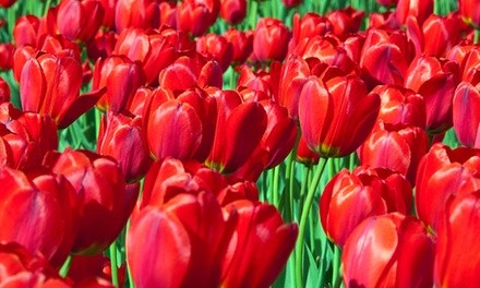 Red Tulip or Darwin Hybrid Mix Tulip Bulbs (Ships as 50 Bulbs)