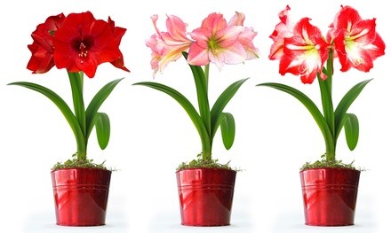 Amaryllis Planting Kit with Bulb, Soil, and Pot