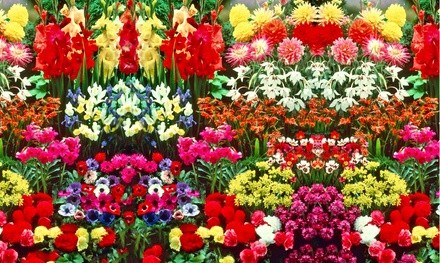 Pre-Order: Mix Flower Bulbs with Planter (100-, 200-, or 400-Pack)