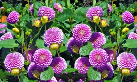 Pre-Order: Grand Duchess Lilac Dahlia Flower Bulbs (7-, 14-, or 35-Pack)