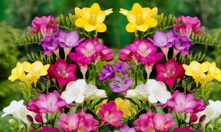 Pre-Order: Fragrant Mixed Freesia Flower Bulb (30-/60-Pack, or 150-Pack w/ Bulb Planter)