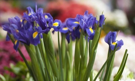 Pre-Order: Mixed Dutch Iris Flower Bulbs (45-, 90-, or 180-Pack with Bulb Planter)