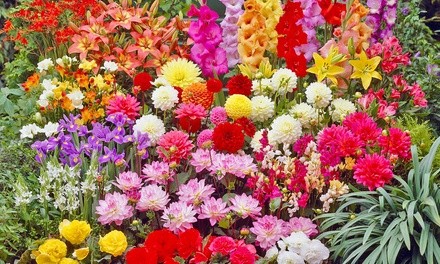 Pre-Order: Mixed Flower Bulbs with Planter (100-, 200-, or 400-Pack)