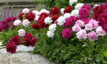 Pre-Order: Double Dutch Mixed Peony Flower Bulbs (4-, 8-, or 16-Pack with Planting Tool)