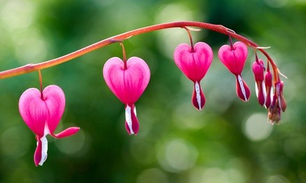 Pre-Order: Bleeding Heart Bare Root Flower Collection (2-, 4-, or 8-Pack with Planting Tool)