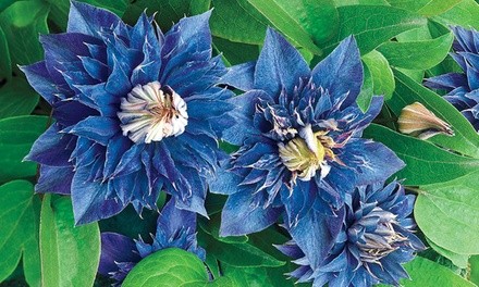 Pre-Order: Clematis Multi Blue Plant (2-Pack)