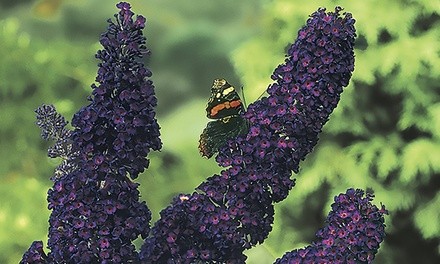 Pre-Order: Black Knight Butterfly Bush 2