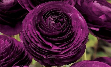 Pre-Order: Purple Buttercup Bulbs (40-Pack)