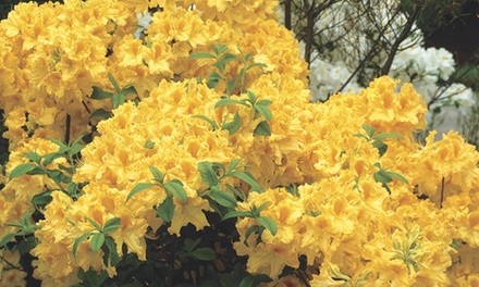 Pre-Order: Hardy Azalea Golden Lights 3