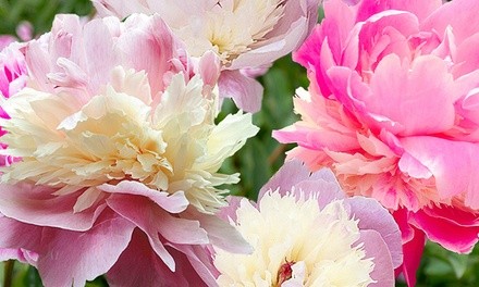 Pre-Order: Sorbet Peony Bare Root Plants (3- or 6-Pack)