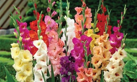 Pre-Order: Large Flowering Rainbow Mixed Gladiolus Flower Bulbs (25- or 50-Pack)