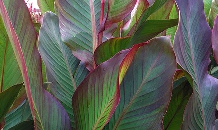 Pre-Order: Cannas Bulbs (5-Pack)