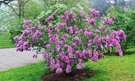 Pre-Order: Lilac Sunday (1 Plant)