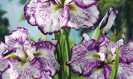 Pre-Order: Japanese Iris Freckled Geisha Bare-Root Plants (3-Pack)