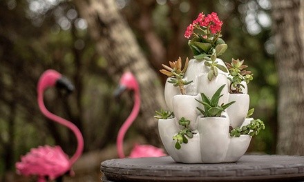 Ceramic Planters for Cacti and Succulents