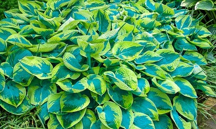 Pre-Order: Hosta Tokudama Flavocircinalis Bareroots (2-Pack)