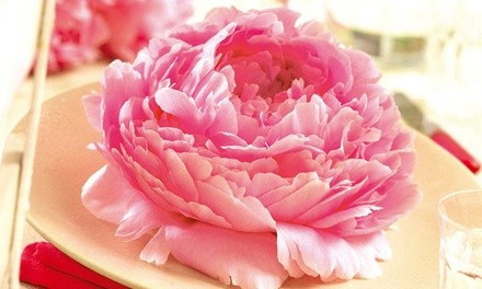 Pre-Order: Peonies Sarah Bernhardt Roots (5-Pack)