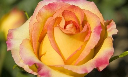 Pre-Order: Mixed Varieties of Roses (1 Root Stock)