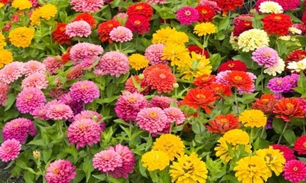 Zinnia Roll-Out Gardens (3-Pack)