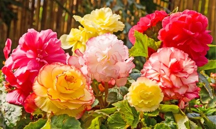 Pre-Order: Mixed Begonia Flower Bulbs w/ Planter (3-, 6-, or 12-Pack)