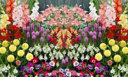 Mirabilis 4'o Clock, Incarvillea Grand Gloxinia, and Jumbo Lily Bulbs (12-, 24-, or 36-Pack)