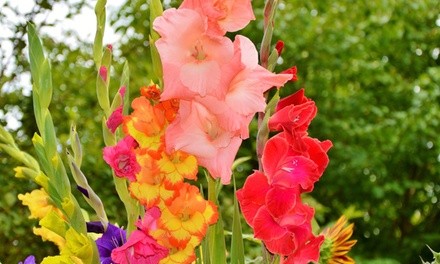 Giant Gladiolus Mixed Flower Bulbs (40-, 80-, or 200-Pack with Bulb Planter)
