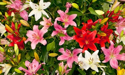  Lily Flower Bulb Mix (10-, 20-, or 50-Pack with Bulb Planter)